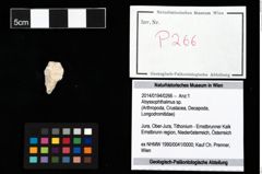 Foto (Objekt + Etikett) von Abyssophthalmus sp.  (NHMW-GEO-2014-0194-0266)